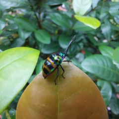 Chrysocoris fascialis
