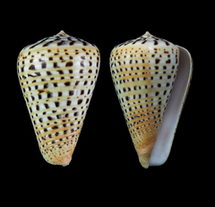 Conus betulinus