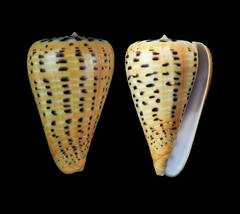 Conus betulinus