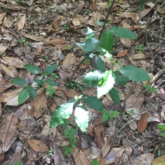 Ditrysinia fruticosa