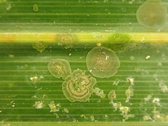 Phycopeltis
