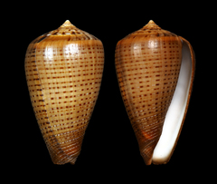 Conus betulinus