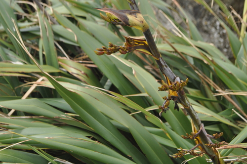 Phormium colensoi