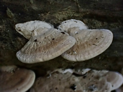 Trametes orientalis