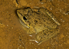 Litoria inermis