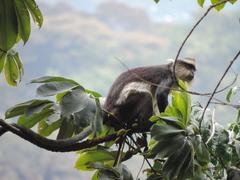 Cercopithecus denti