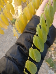 Robinia pseudoacacia
