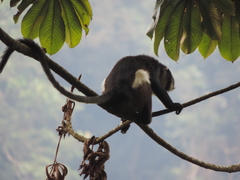 Cercopithecus denti