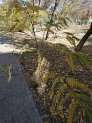 Robinia pseudoacacia