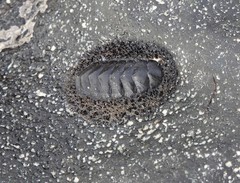 Acanthopleura testudo
