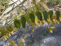 Robinia pseudoacacia