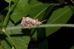 Episomus chinensis