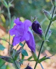 Strobilanthes formosana