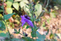 Strobilanthes formosana