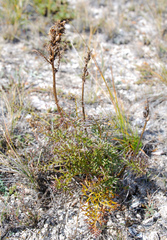 Pedicularis rubens