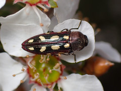 Castiarina parallela
