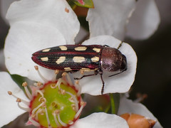 Castiarina parallela