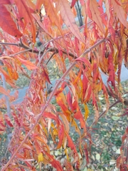 Rhus typhina