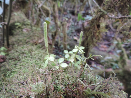 Peperomia tetraphylla image