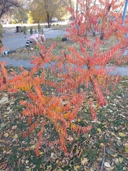 Rhus typhina