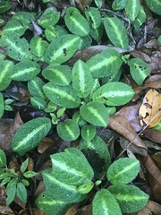 Centrosolenia hirsuta