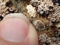 Patelloida corticata