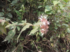 Virectaria major