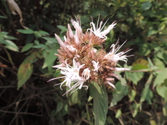 Virectaria major