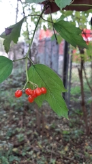 Viburnum opulus