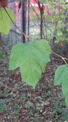 Viburnum opulus