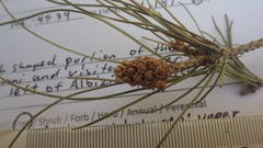 Pinus brutia eldarica