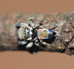 Maratus ottoi