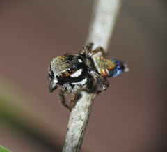 Maratus ottoi