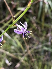 Caesia parviflora vittata