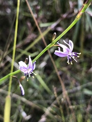 Caesia parviflora vittata