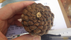 Pinus brutia eldarica