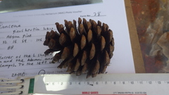 Pinus brutia eldarica