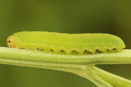 Common Sedge-sawfly, photo 4 of 10