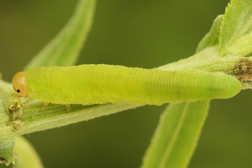 Common Sedge-sawfly, photo 5 of 10