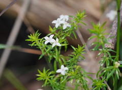 Asperula scoparia