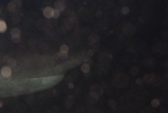 Notorynchus cepedianus