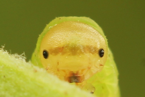 Common Sedge-sawfly, photo 6 of 10