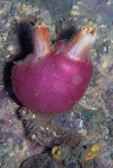 Ascidia incrassata