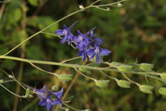 Delphinium cyananthum