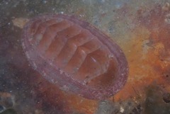 Rhyssoplax polita