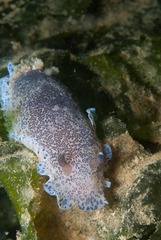Dendrodoris caesia