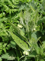 Symphytum officinale
