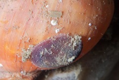 Crepidula porcellana