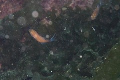Boopsoidea inornata