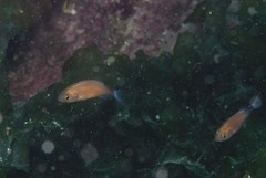 Boopsoidea inornata